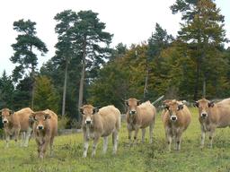 Vaches de l'Aubrac. Source : http://data.abuledu.org/URI/5064bb06-vaches-de-l-aubrac