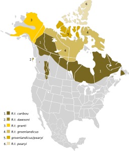 Variétés de caribous en Amérique du Nord. Source : http://data.abuledu.org/URI/530106b1-varietes-de-caribous-en-amerique-du-nord
