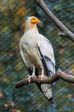 Vautour au zoo de Prague. Source : http://data.abuledu.org/URI/58d02d01-vautour-au-zoo-de-prague