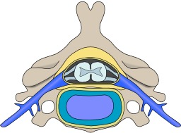 Vertèbre cervicale. Source : http://data.abuledu.org/URI/5648cc4e-vertebre-cervicale
