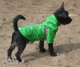 Veste pour chien. Source : http://data.abuledu.org/URI/50fdd132-veste-pour-chien
