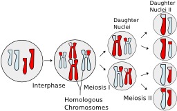 Vision générale de la méiose. Source : http://data.abuledu.org/URI/503d3395-vision-generale-de-la-meiose