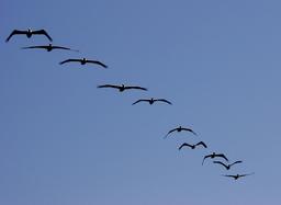 Vol de pélicans bruns au Mexique. Source : http://data.abuledu.org/URI/54943585-vol-de-pelicans-bruns-au-mexique