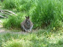 Wallaby au parc du Moulineau. Source : http://data.abuledu.org/URI/582645e2-wallaby-au-parc-du-moulineau