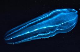 Zooplancton. Source : http://data.abuledu.org/URI/507fb383-zooplancton
