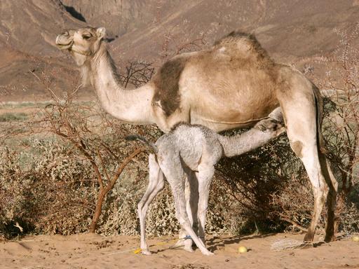 Allaitement d'un dromadaire par sa mère au Sahara.