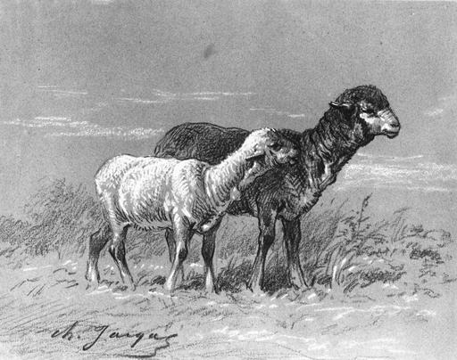 Brebis et agneau