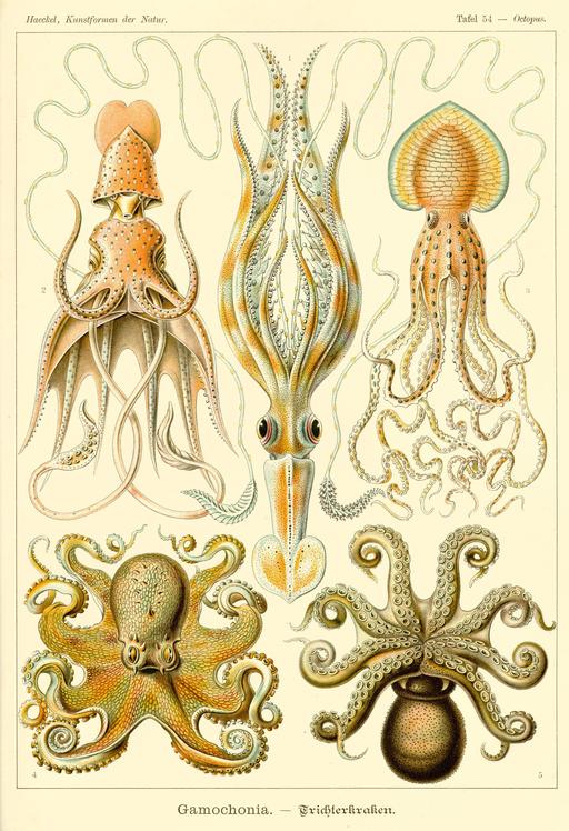 En partant d'en haut à gauche et dans le sens des aiguilles d'une montre : 1) Calmar bijou (Histioteuthis Rüppellii), 2) Calmar (Chiroteuthis Veranyi), 3) Pieuvre (Pinnoctopus cordiformis), 4) Octopode (Octopus granulatus), 5) Octopode commun (Octopus vulgaris).