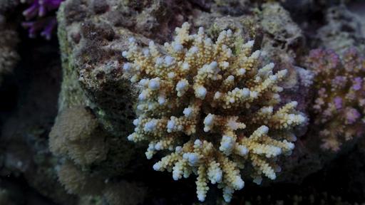 Corail chou-fleur