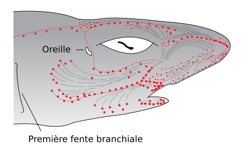 Les requins possèdent des organes sensitifs spéciaux appelés ampoules de Lorenzini pouvant détecter des champs électromagnétiques aussi bien que des gradients de la température (ce gradient étant la direction où la température augmente le plus). Ils fournissent aux requins et aux raies un véritable sixième sens.