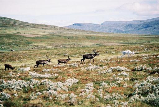 Élevage extensif de rennes en Suède