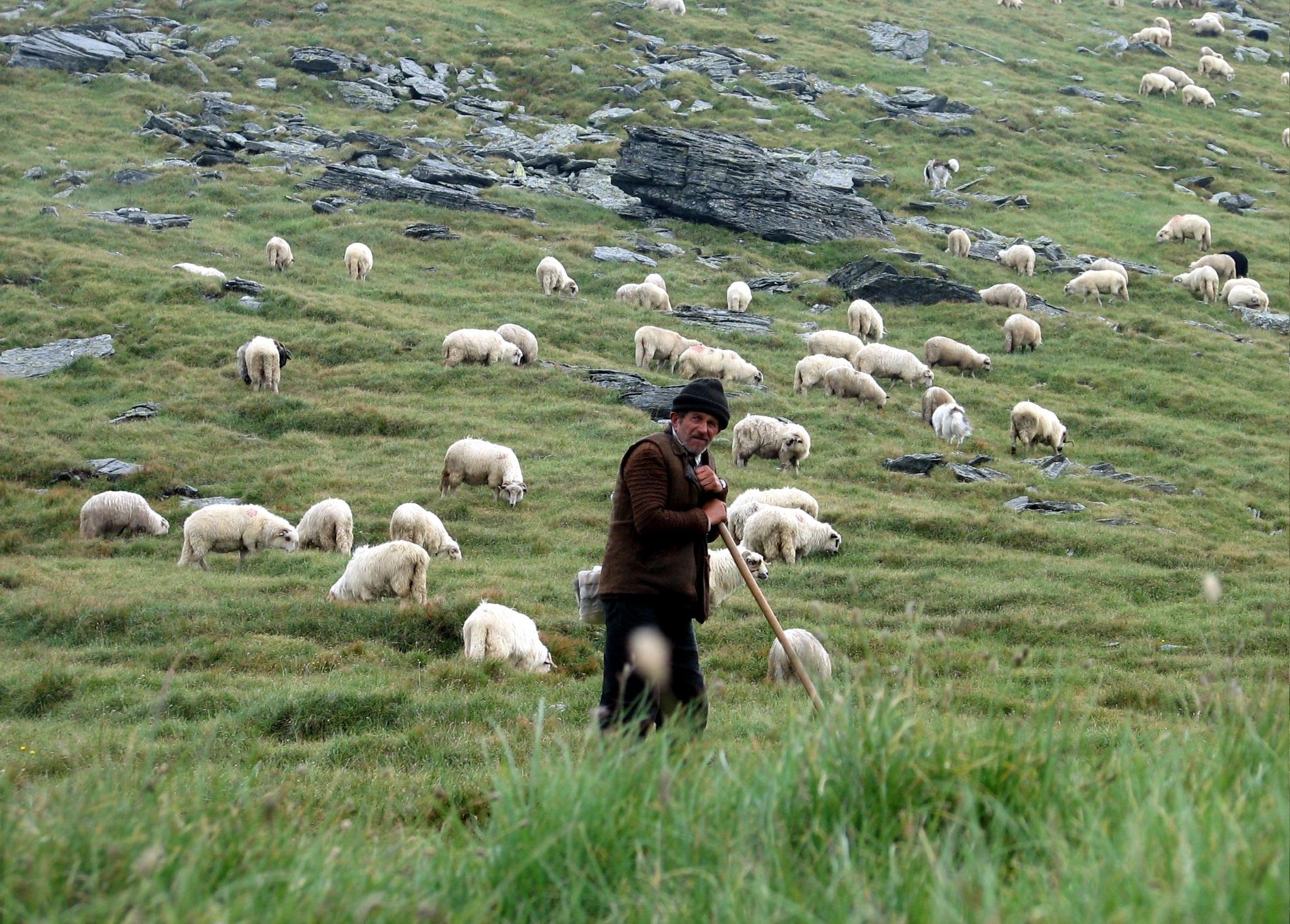 Les premiers bergers étant apparus il y a environ 10 000 ans en Asie mineure