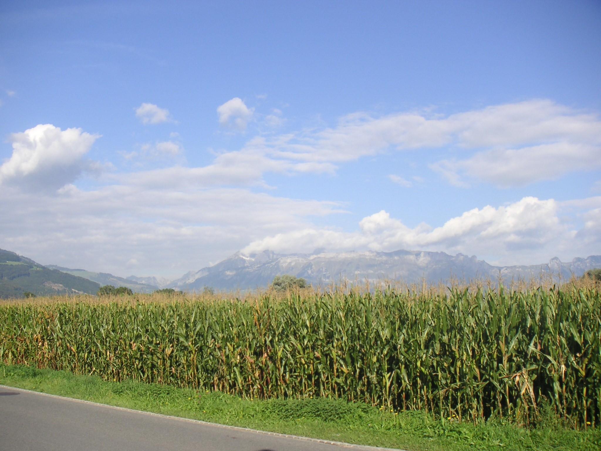 Champ de maïs au Liechtenstein.
