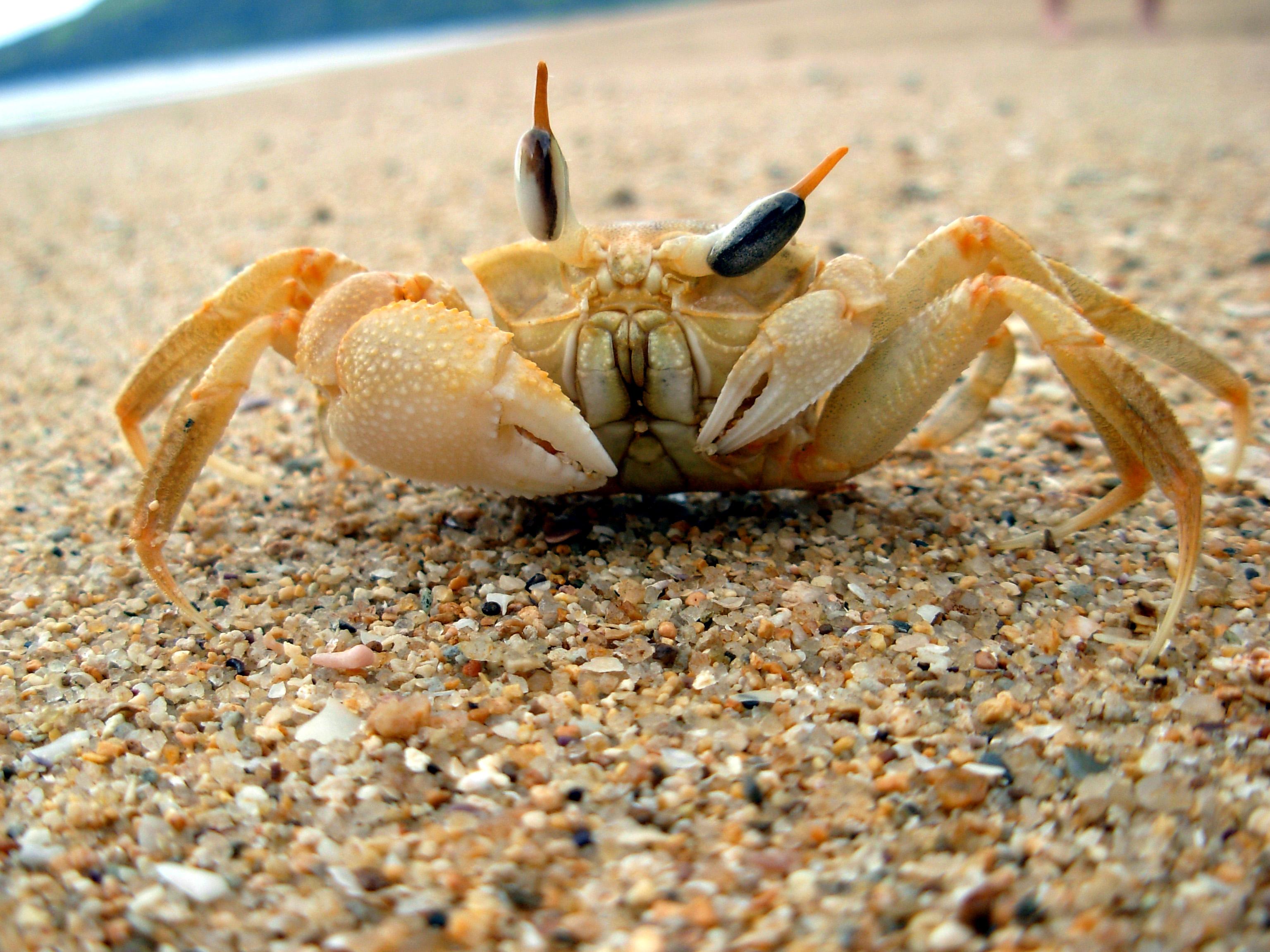 Crabe fantôme à Madagascar