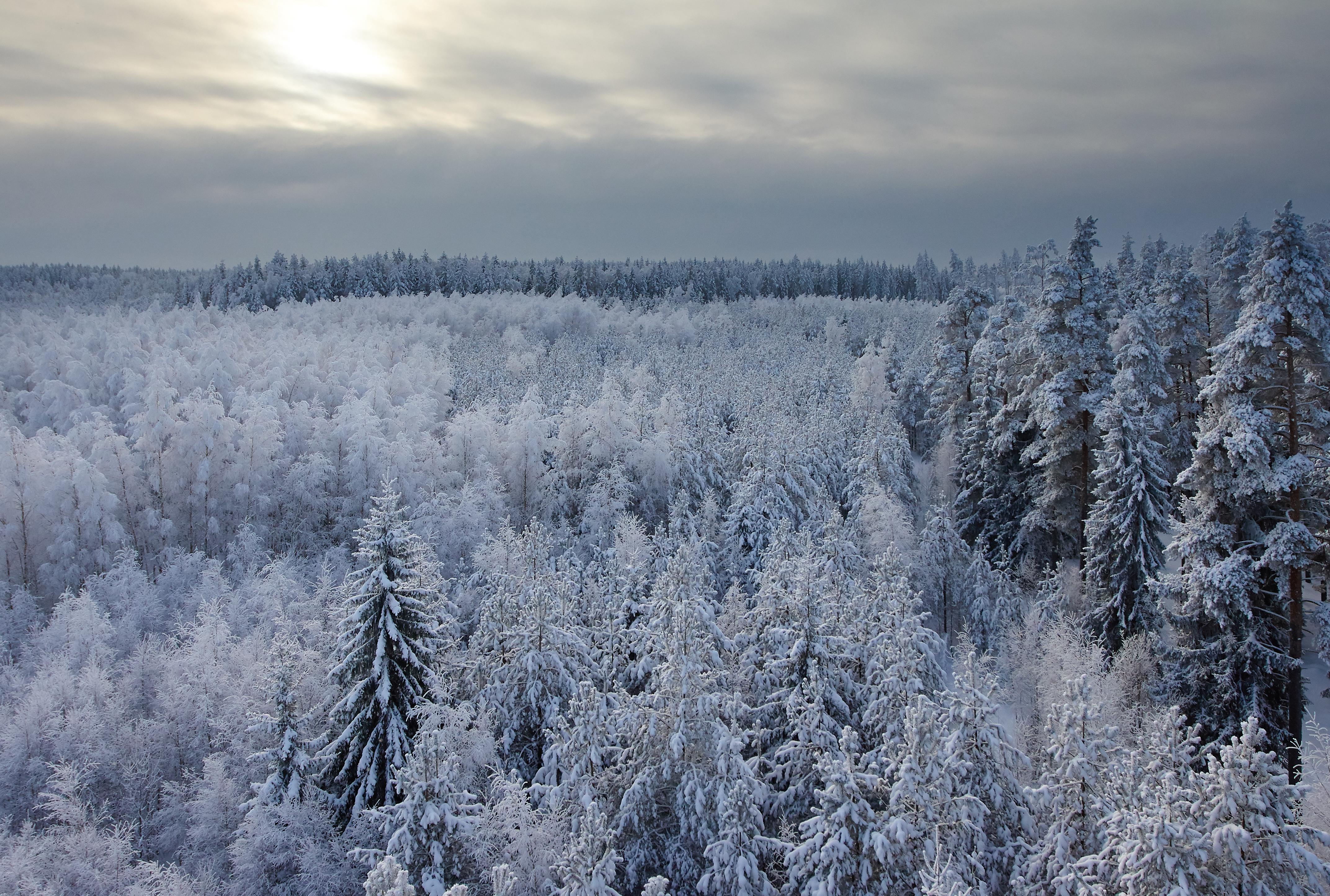 Forêt de sapins en hiver en Estonie.