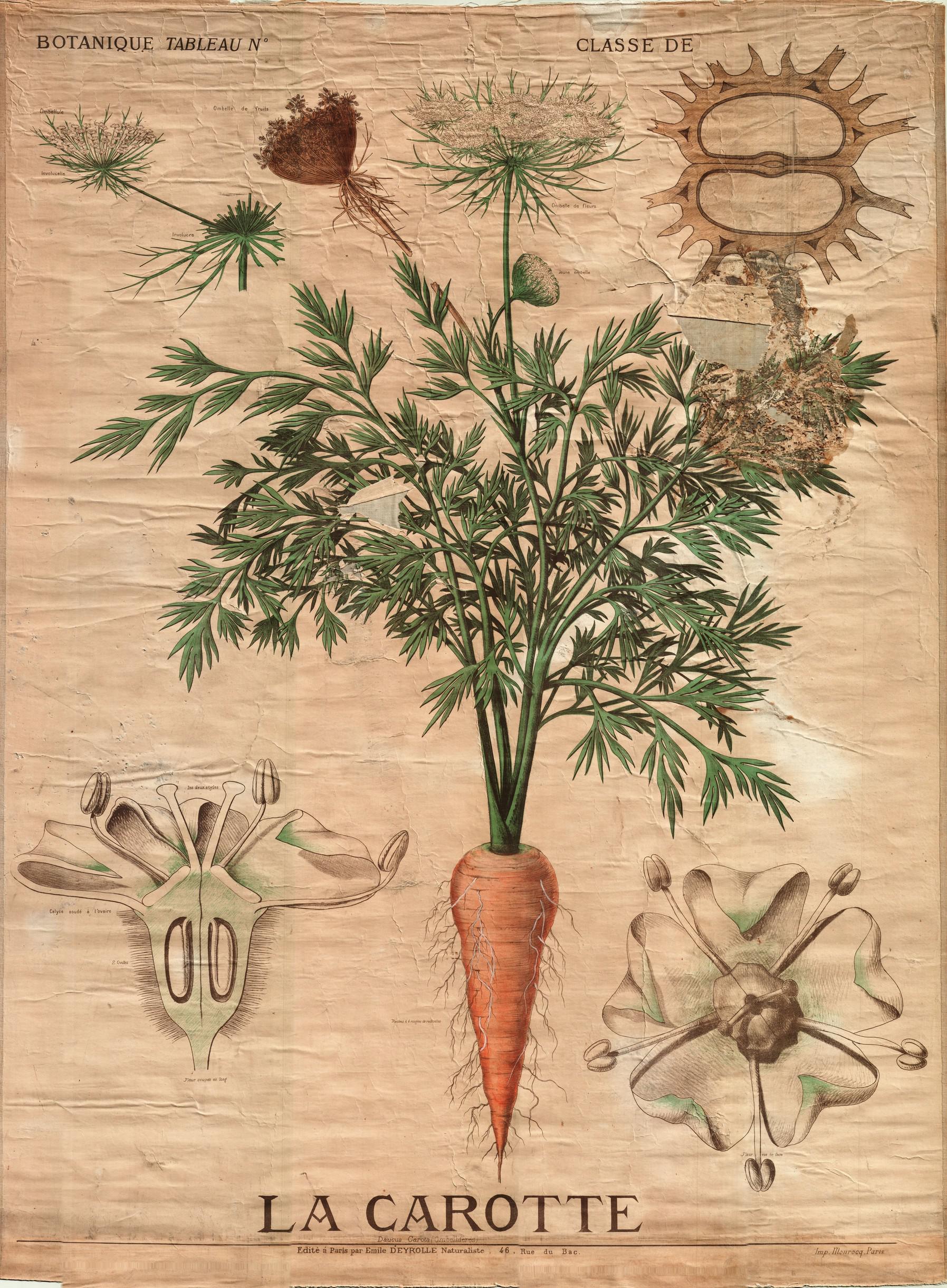 Résultat de recherche d'images pour "planches botaniques deyrolle"