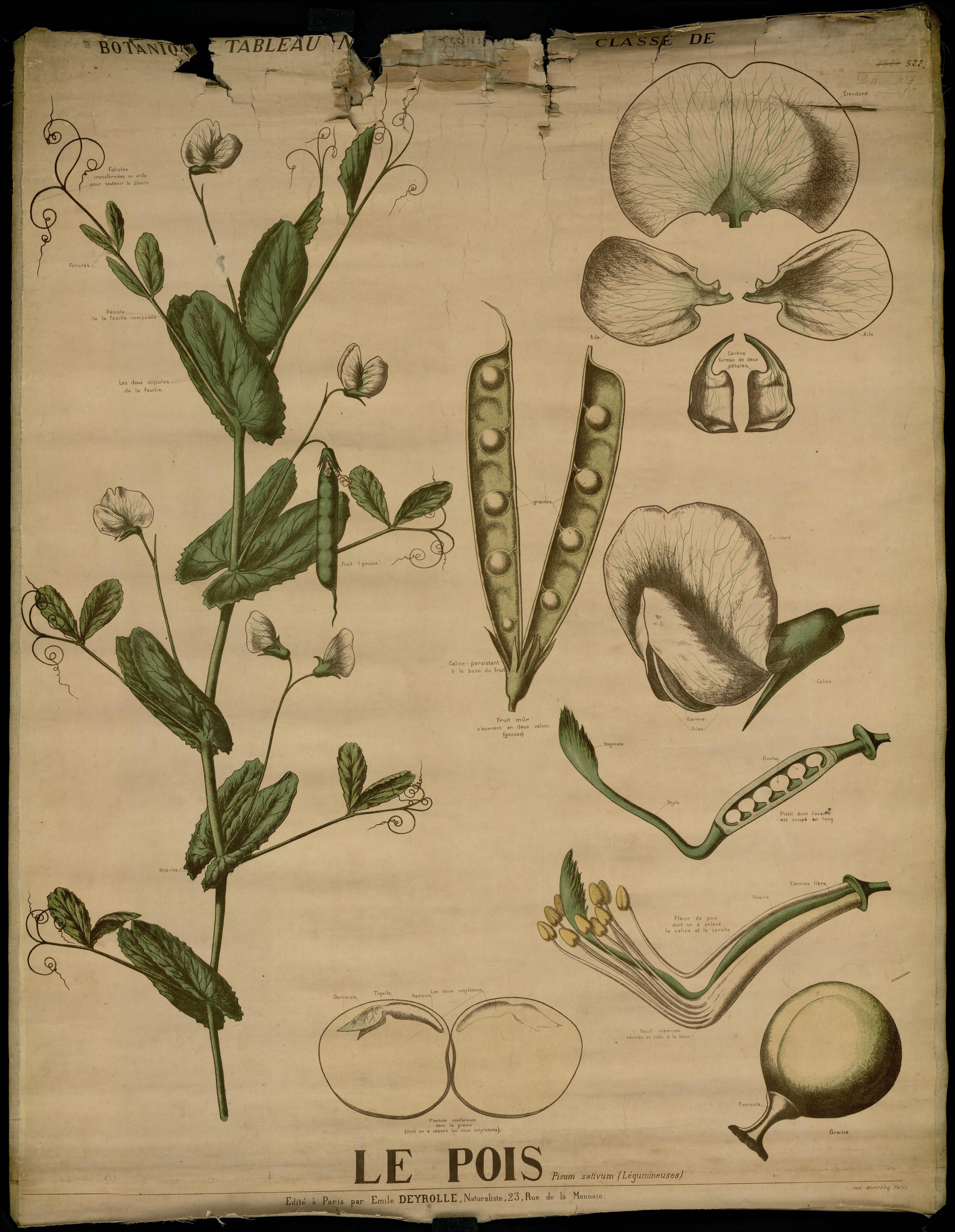 Résultat de recherche d'images pour "planches botaniques petit pois"