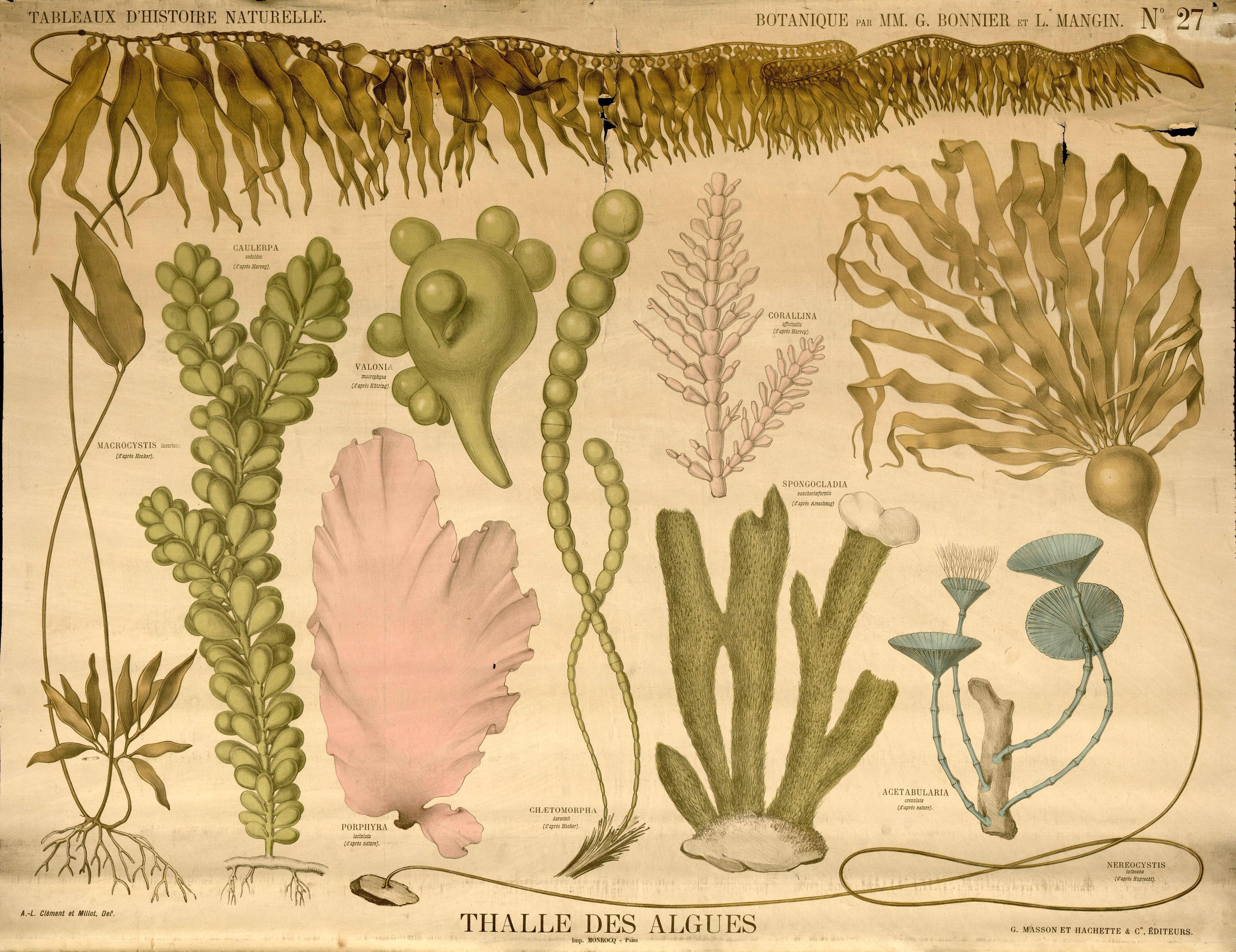 Résultat de recherche d'images pour "planche botaniques"